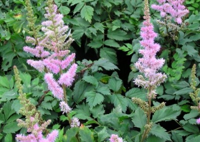 Astilbe Pumila