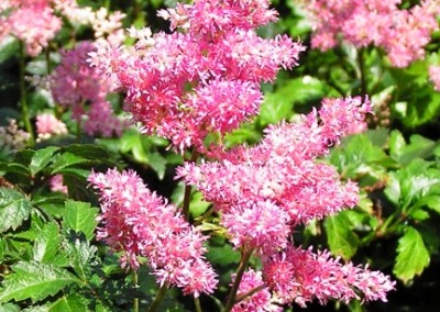 Astilbe Rheinland