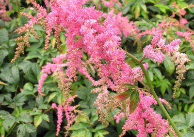 Astilbe Straussenfeder