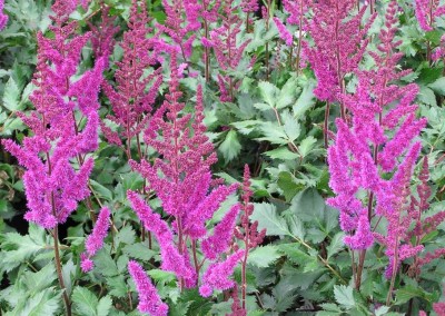 Astilbe Vision in Red