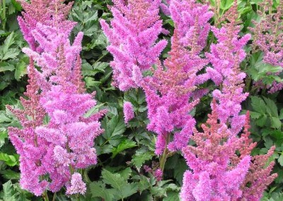 Astilbe Visions