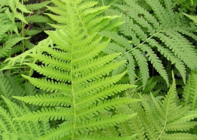 Athyrium Felix-Femina