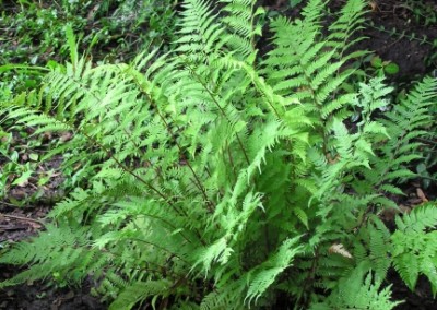 Athyrium Felix-Femina