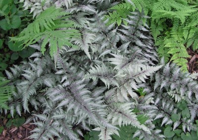 Athyrium Nipponicum Pictum