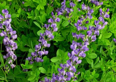 Baptisia australis