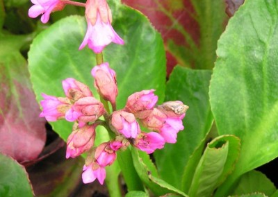 Bergenia Bressingham Ruby