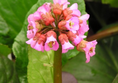 Bergenia Edens Dark Margin