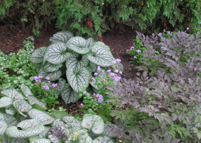 Brunnera Jack Frost