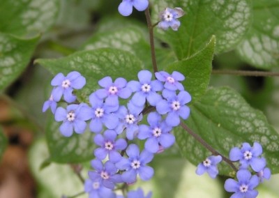 Brunnera Jack Frost