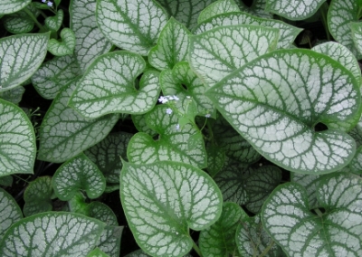 Brunnera Jack Frost