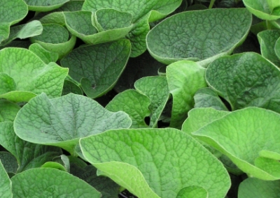 Brunnera macrophylla