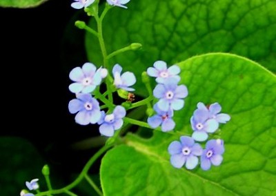 Brunnera macrophylla