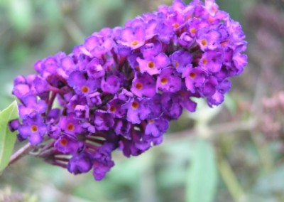 Buddleia Black Knight