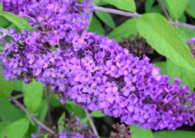 Buddleia Potter's Purple