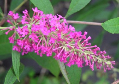 Buddleia Summer Beauty