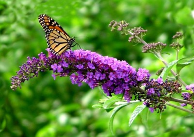 Buddleia