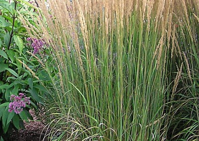 Calamagrostis Karl Foerster