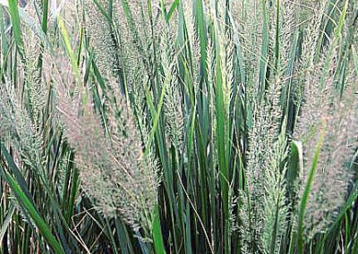 Calamagrostis brachytricha