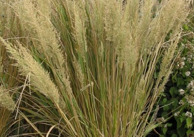 Calamagrostis Brachytricha