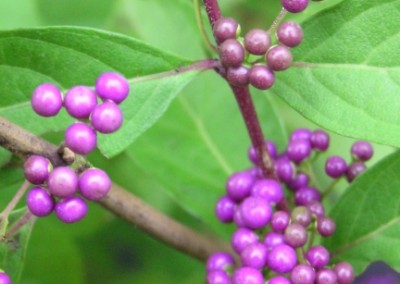 Callicarpa Early Amethyst