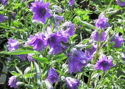 Campanula Bernice