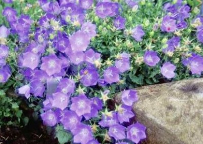 Campanula Blue Clips