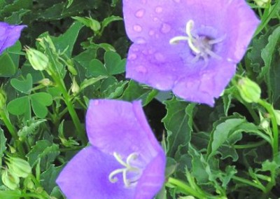 Campanula Blue Uniform