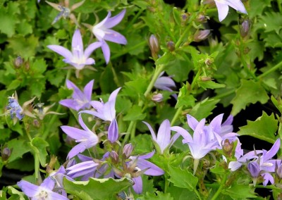 Campanula Blue Waterfall