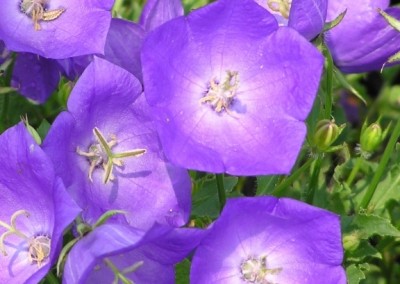 Campanula Pearl