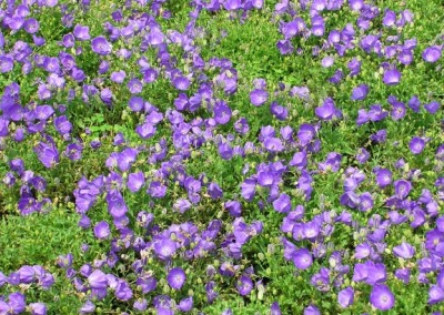 Campanula Pearl