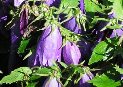 Campanula Sarastro