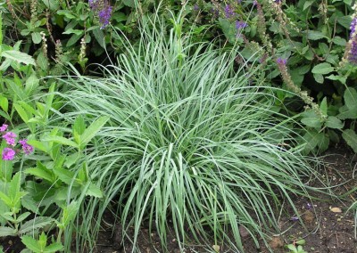 Carex Blue Zinger