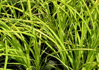 Carex Bowles Golden