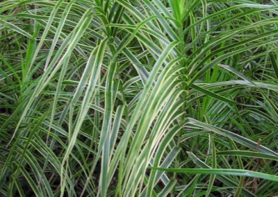 Carex Oehme