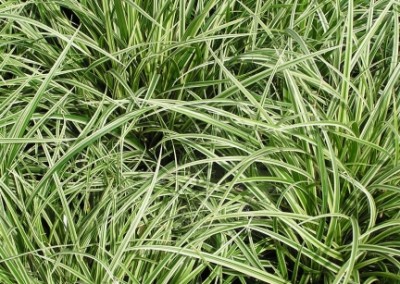 Carex Silver Scepter