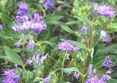 Caryopteris Arthur Simmonds