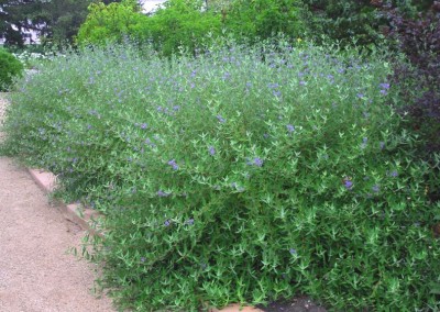 Caryopteris Arthur Simmonds