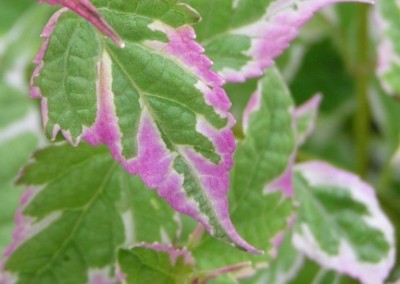 Caryopteris Snow Fairy