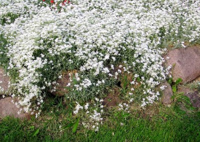 Cerastium