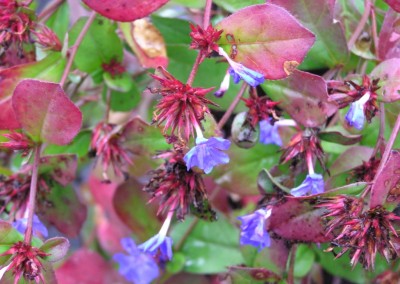 Ceratostigma plumbaginoides