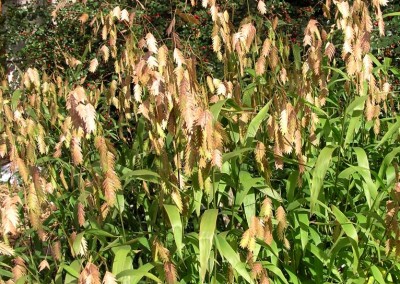 Chasmanthium latifolium