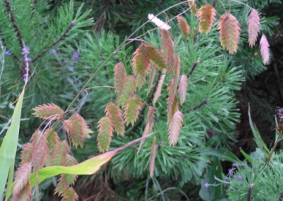 Chasmanthium seedheads