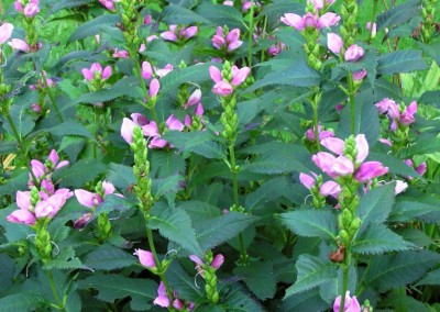 Chelone en masse