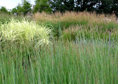 Tall Grasses