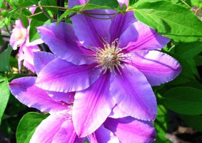 Clematis Bee's Jubilee