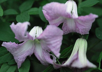 Clematis Betty Corning