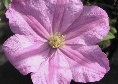 Clematis Comtesse