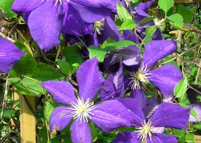 Clematis Jackmanii