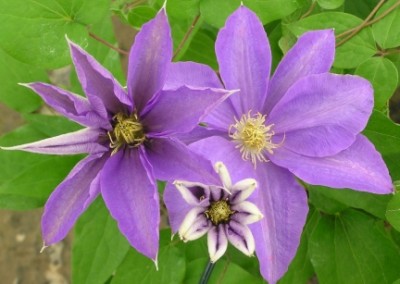 Clematis Ken Donson