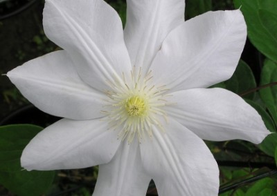 Clematis Marie Boisselot